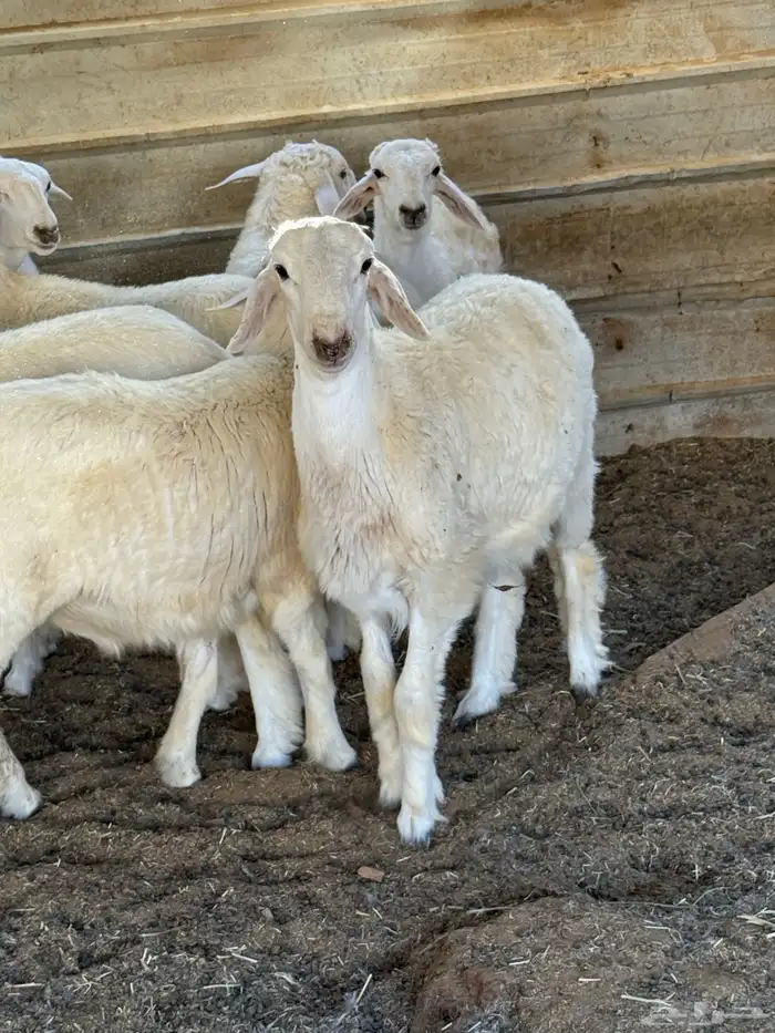 ذبائح بلدي للمناسبات والافراح تربية مو حلال والدي نظيفة 20