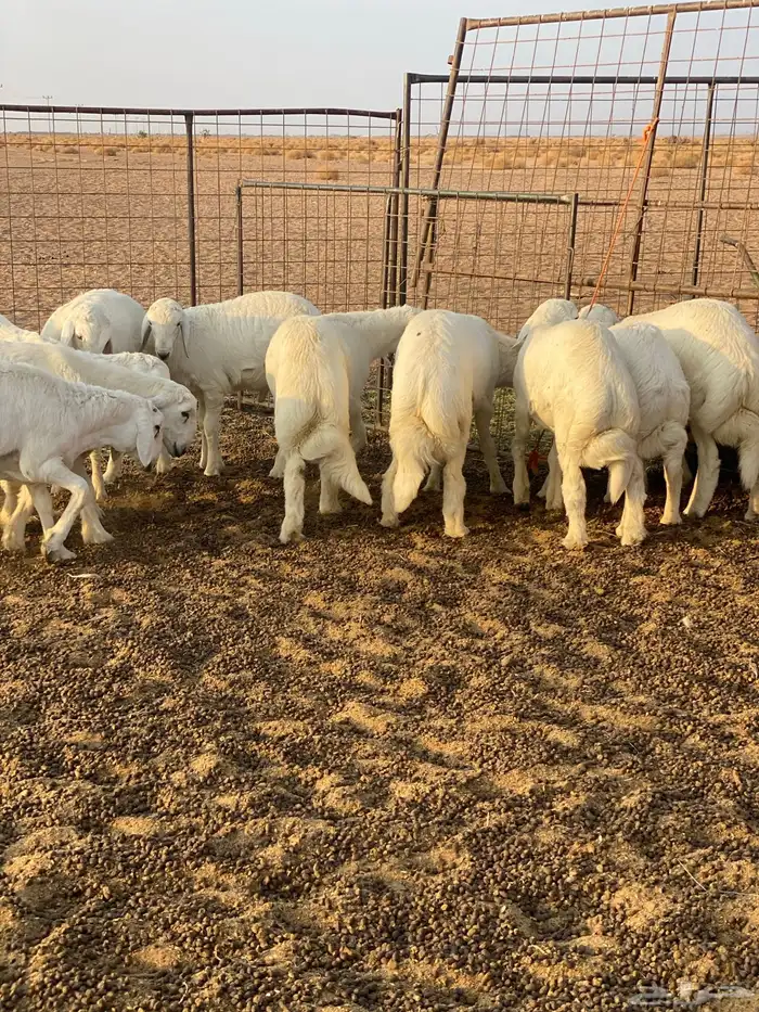 خرفان فواخر 2