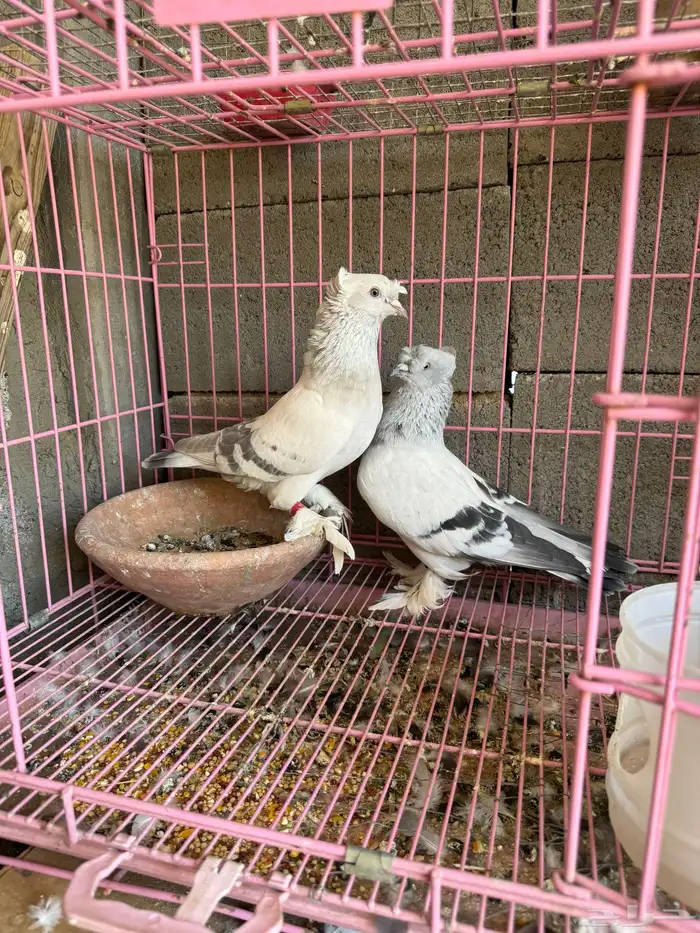 حمام تركي ثلجي للبيع 0