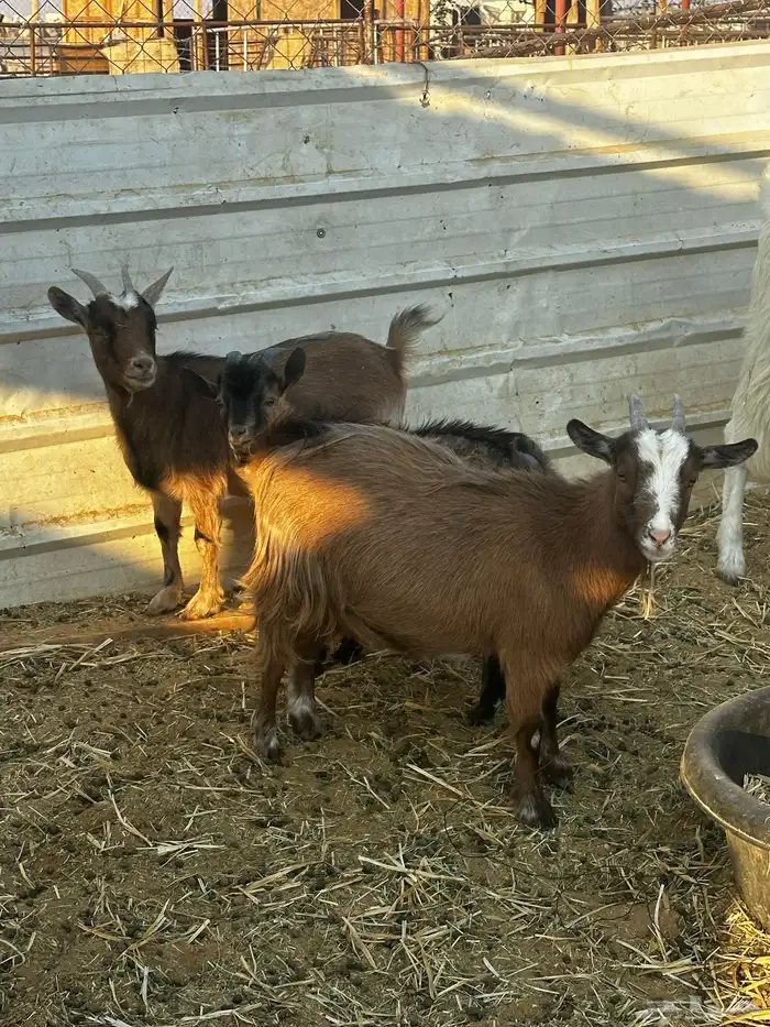 معز غزم العداد ثنين معزه وثلاثه تيوس ودفيع المعزه 3