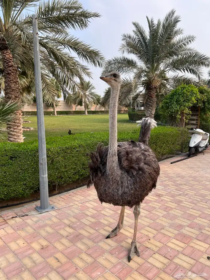 لحم نعام سنه ونصف العمر 2