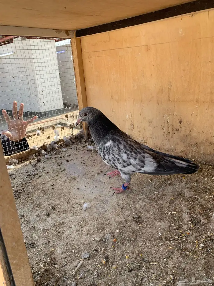 حمام بكستاني 13