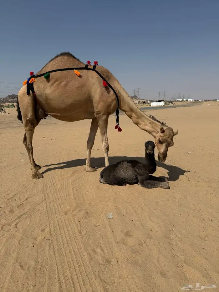 خلفه حمرا كفو توها ناتج تحتها بكره وهديه على الشرط 0