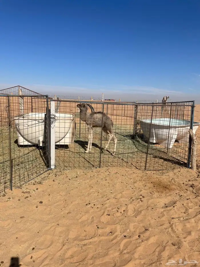 خلفه للبيع 2