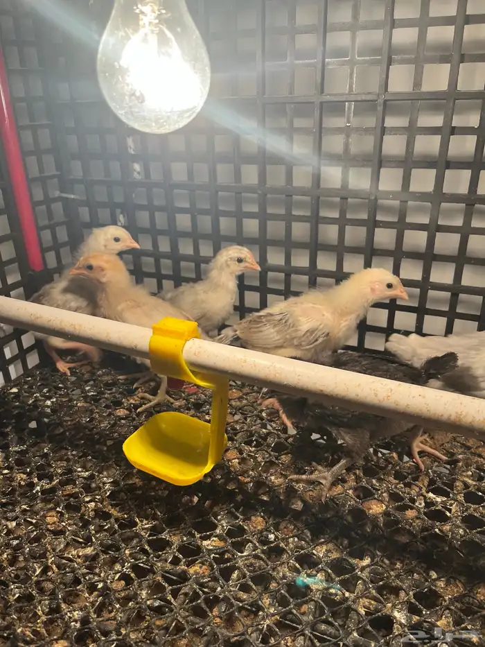 صوص فيومي وبلدي عمر اسبوعين 8