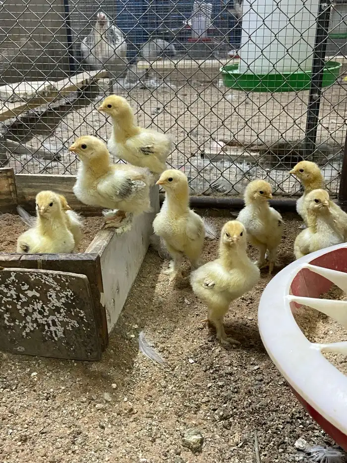 براهما توب فاخر 7