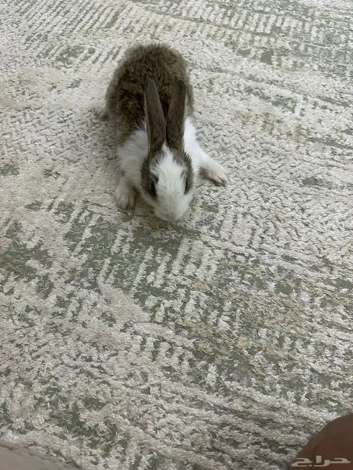 ارنب للبيع 0