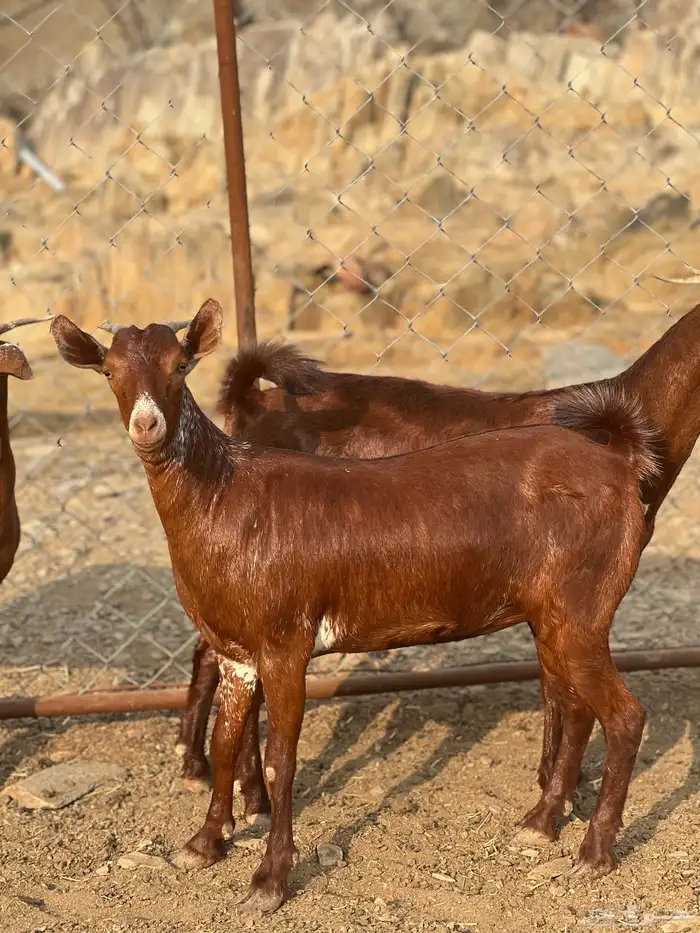 جفار دهم بعضهم دفيع 4