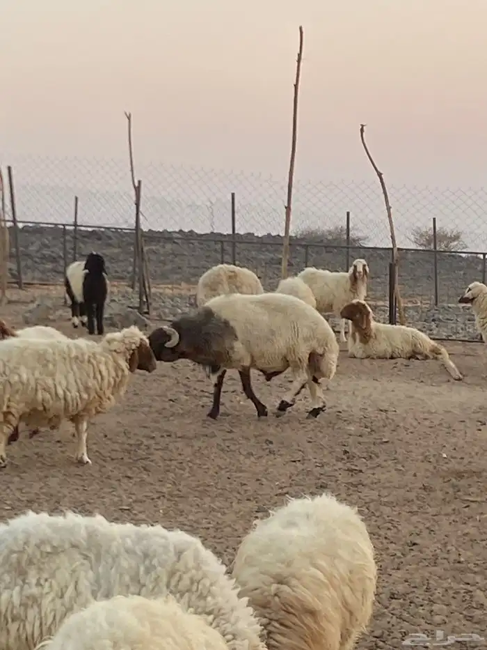 فحل نعيمي جبر و ناهي 3