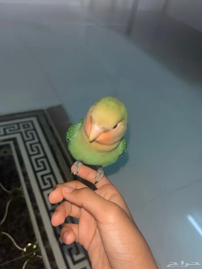 ببغاء روز أليف 2