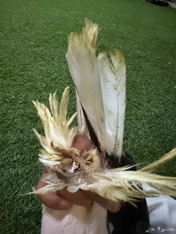 حمام زينه منتج نفاخ 0