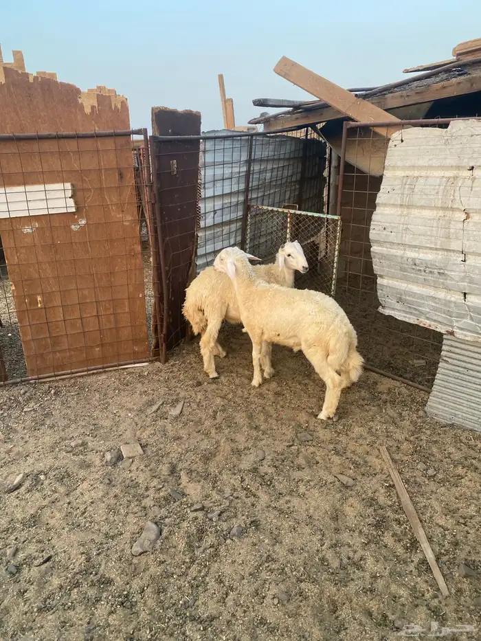 للبيع خرفان ذبايح 0