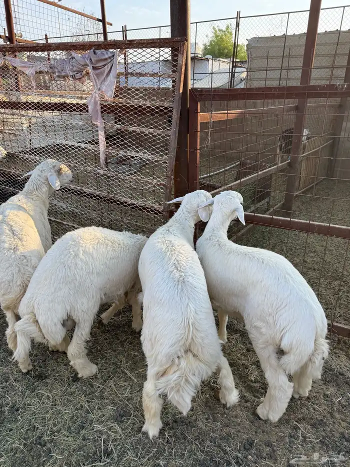 طليان وتيوس ذبائح نظيفه ع الشررط ( سلخ وتوصيل ) 0