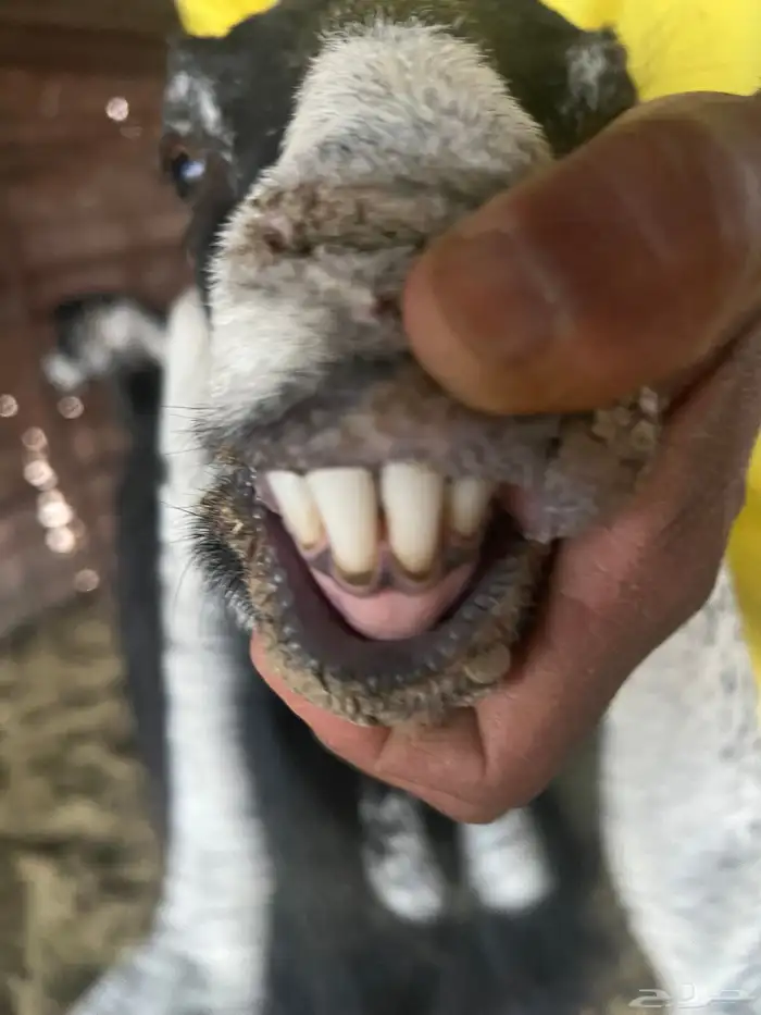 معزا صنف طيبه وجروم طيبه 11