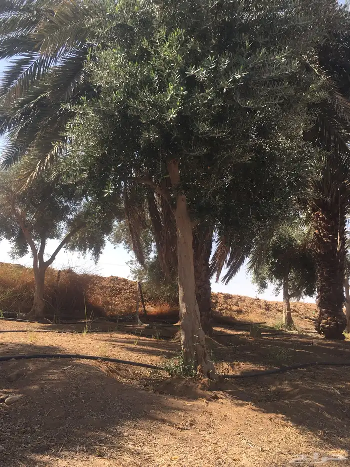 اشجار زيتون شجر زيتون معمر 2