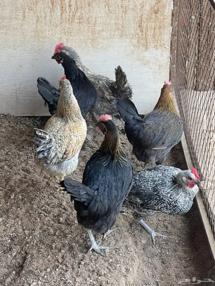 دجاج للبيع 2