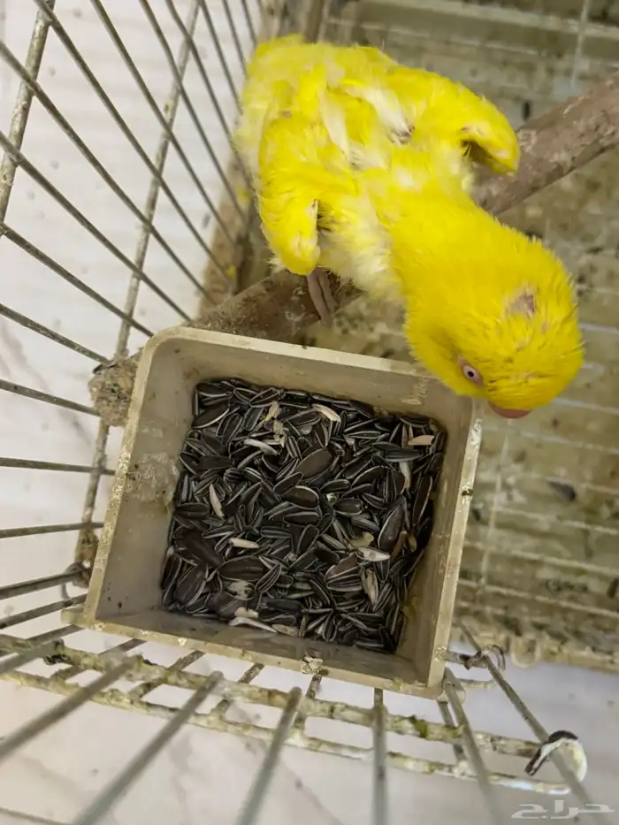 درة لا تينو 3