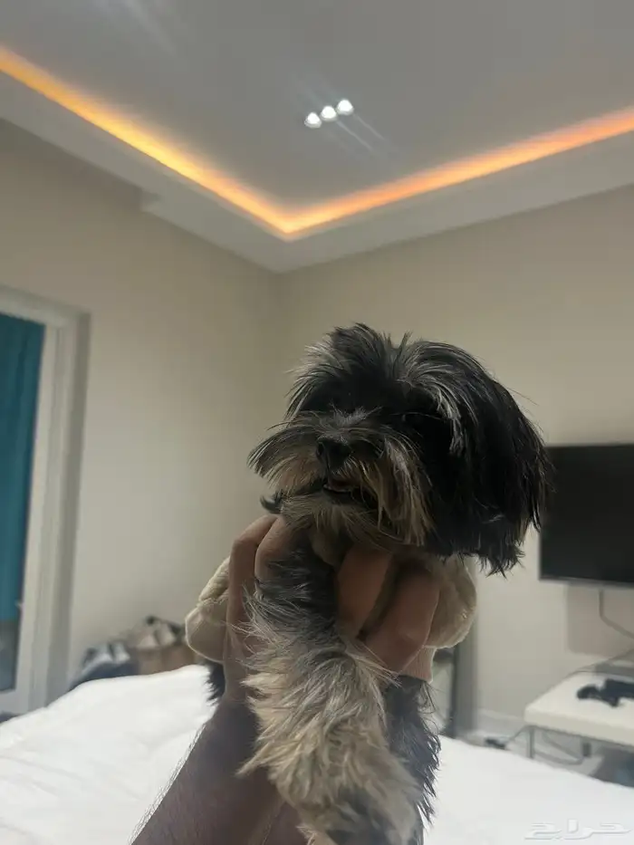 كلبة يورك شاير ميني 3