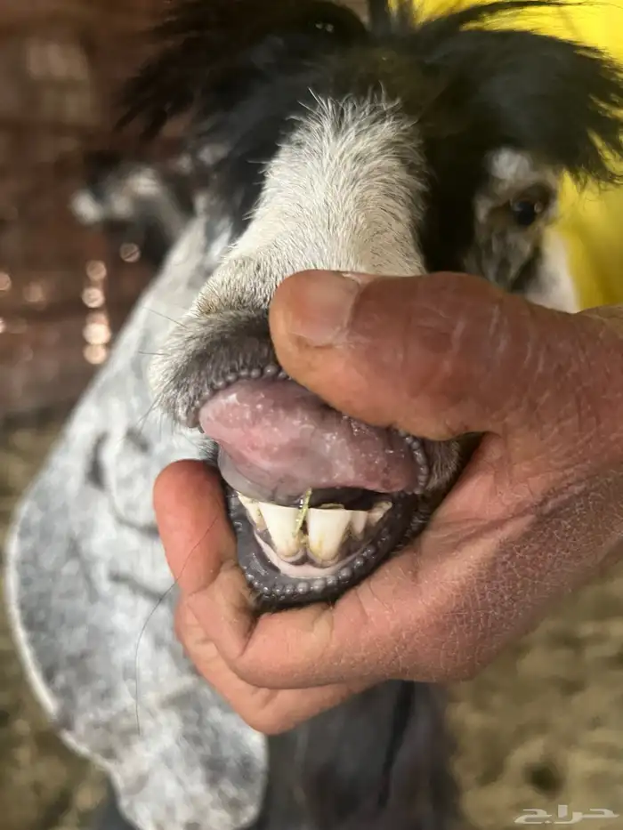 معزا صنف طيبه وجروم طيبه 9