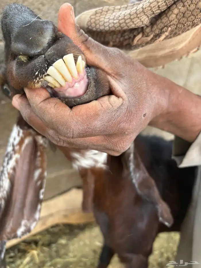 للبيع معزا دفيع ومضاريع 11