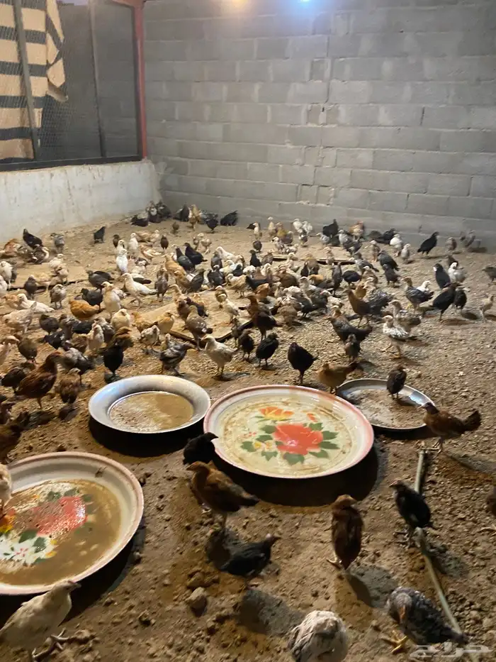 دجاج بلدي للبيع 0