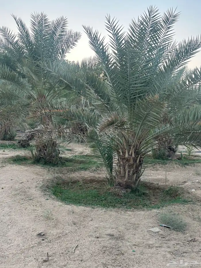 نخل مثمر نوايع 2