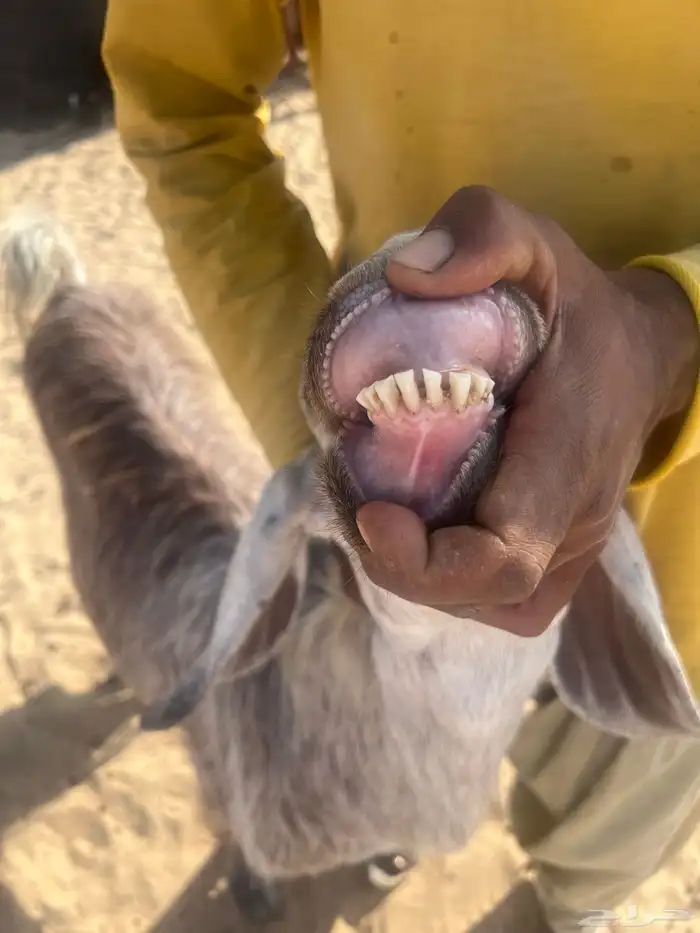 عنز خلفه متاوم للبيع 3