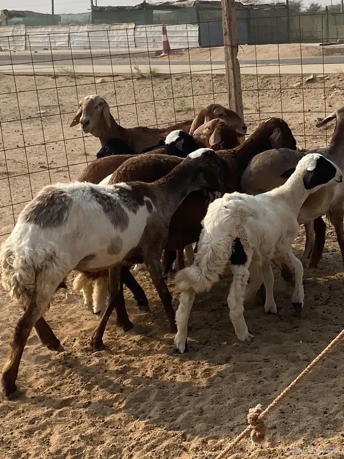 ضان سواكن خلفات 1