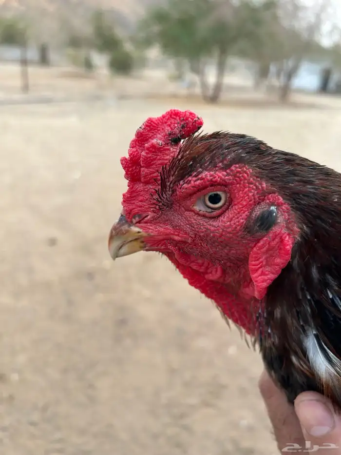 ديك باكستاني خاكي 1