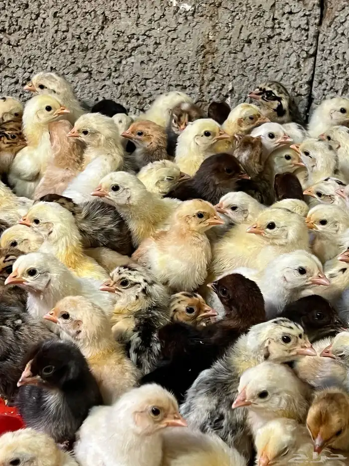 صوص دجاج بلدي 4