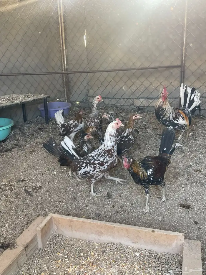 للبيع دجاج ماكنتوش حضان اصيل 1