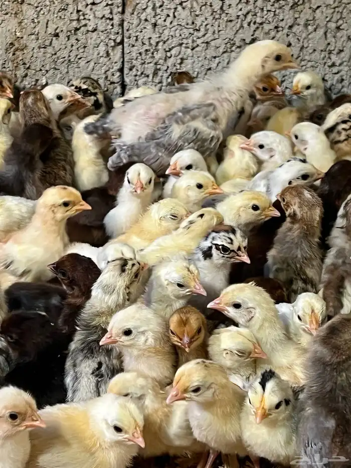 صوص دجاج بلدي 5