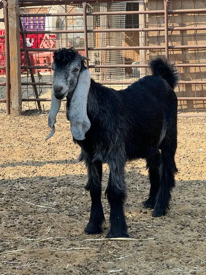 تيس 3 شهور لباني 2