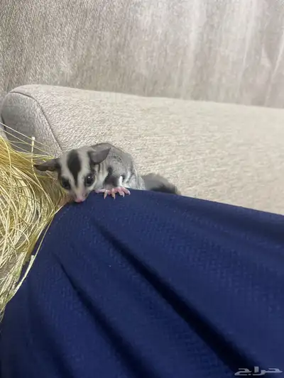 السنجاب الطائر سنجاب الشوقر قلايدر index