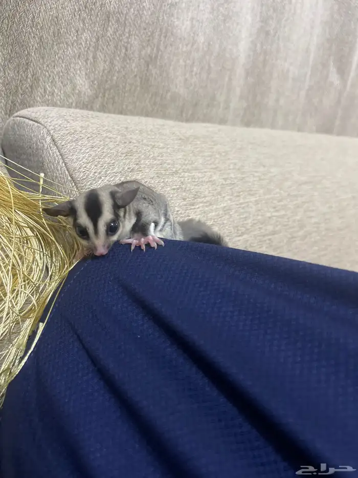 السنجاب الطائر سنجاب الشوقر قلايدر 3