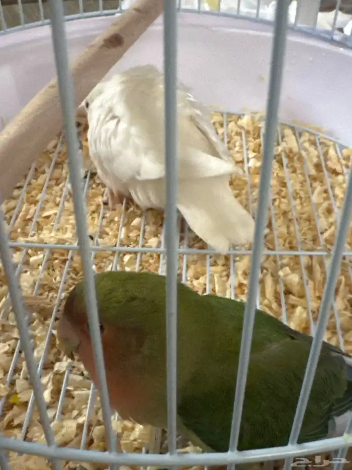 طيور روز للبيع ع السوم 0