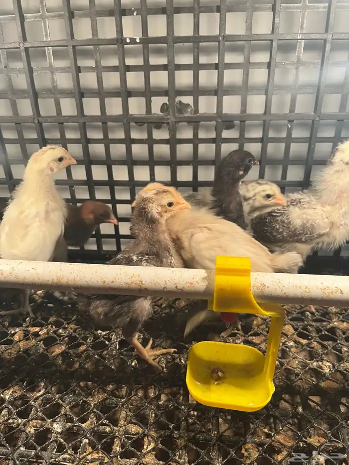 صوص فيومي وبلدي عمر اسبوعين 0