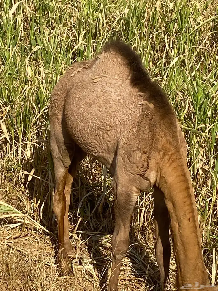 قعود. على الحليب والمرعى العمر سبعه شهور. للبيع 0