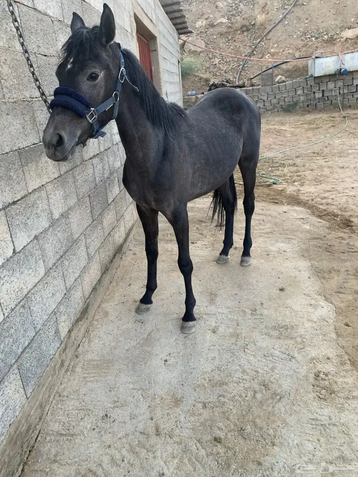 مهره للبيع 5