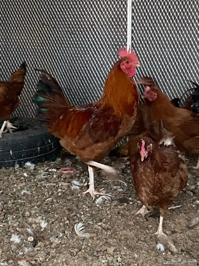 للبيع دجاج فرنسي 1