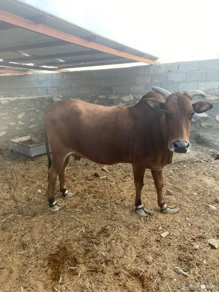 بقره للبيع 4