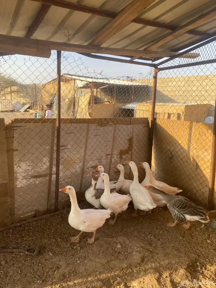 وز بلدي للبيع 6