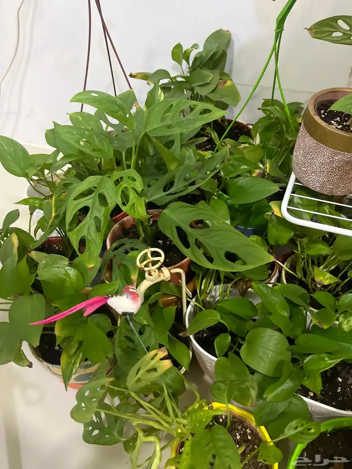 زرع داخلي مختلف الانواع وسعروا طيب جدا 3