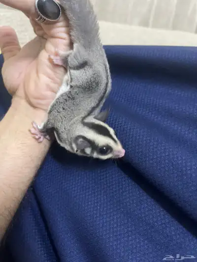 السنجاب الطائر سنجاب الشوقر قلايدر index