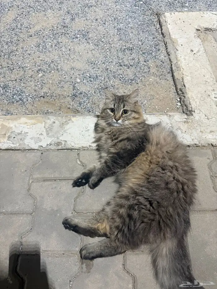 قط شيرازي ذكر عمره سنه للتبني 1