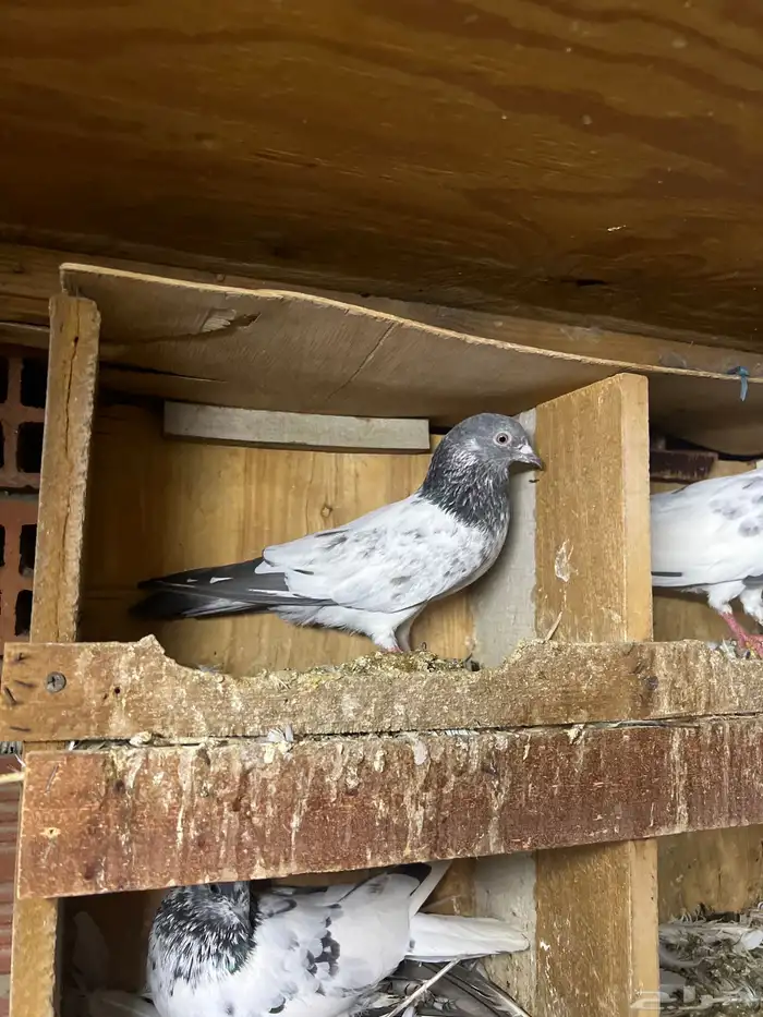 حمام باكستاني 6