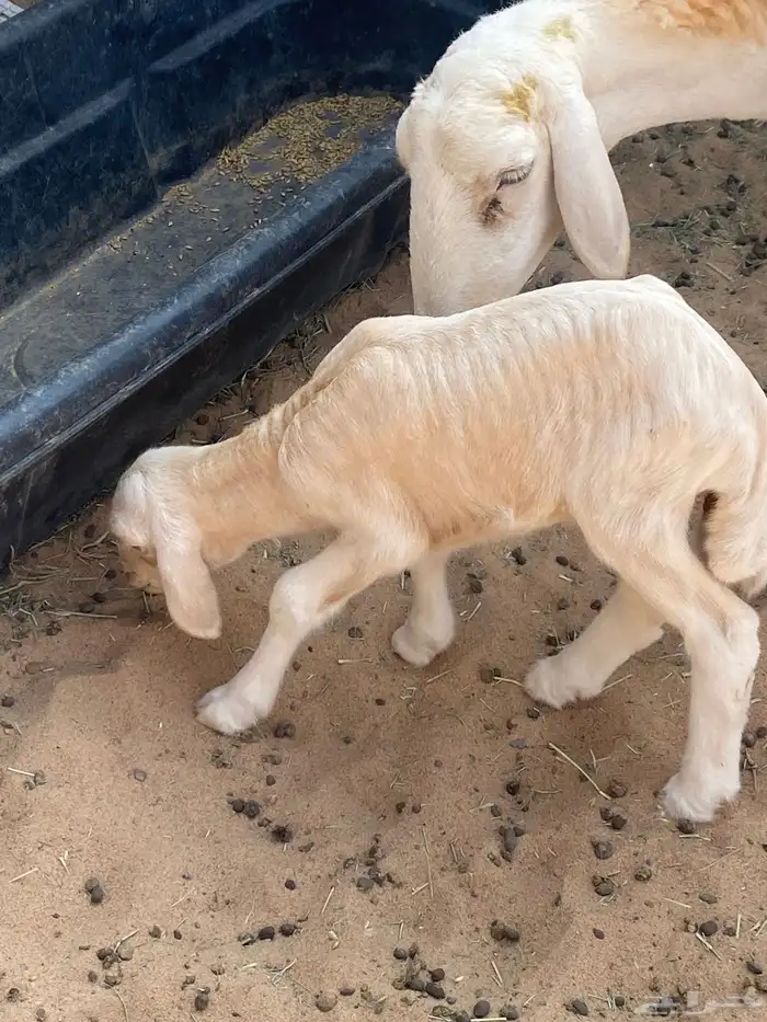 انتاج صنف الغاليات 2