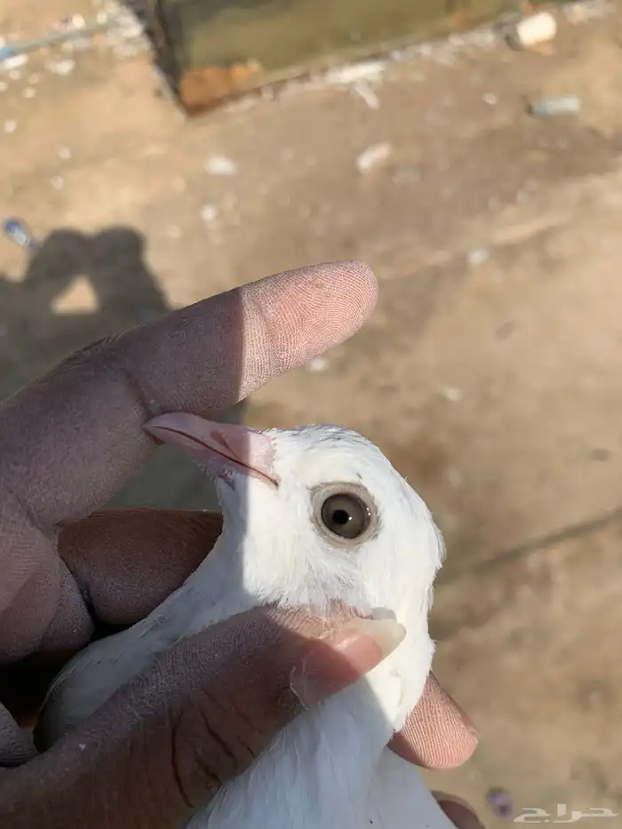 حمام بكستاني 3