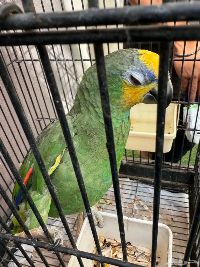 طيور للبيع 23