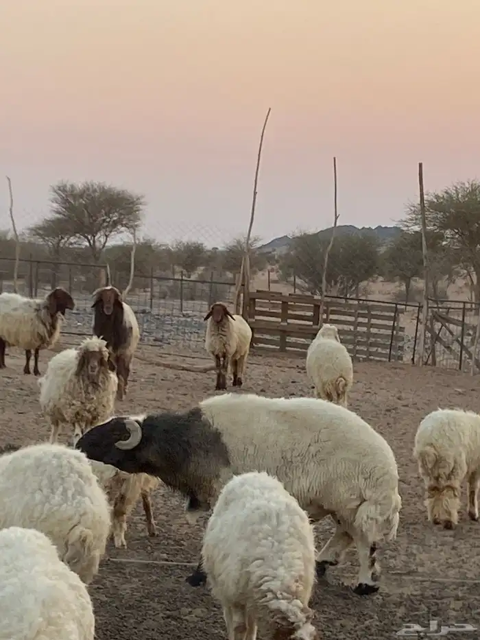 فحل نعيمي جبر و ناهي 1